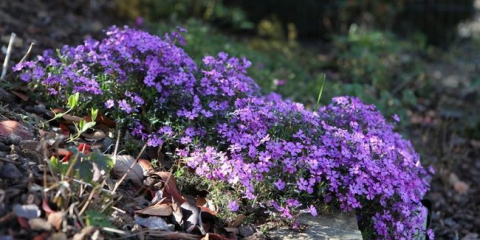 Květinový záhon s floxem v zemi - jak kombinovat s jinými květinami